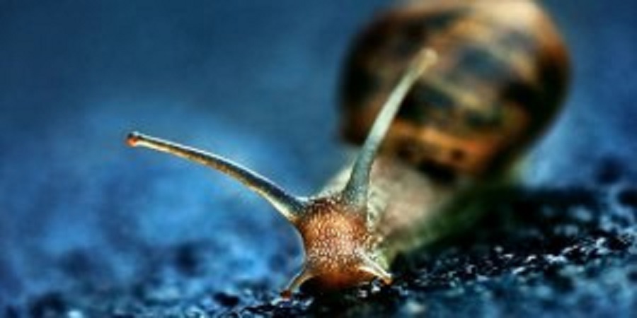 snail-procrastination